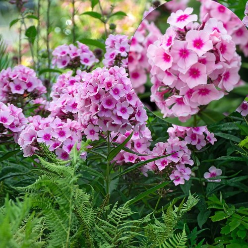 Phlox paniculata 'Bright Eyes' - Aed-leeklill 'Bright Eyes'  